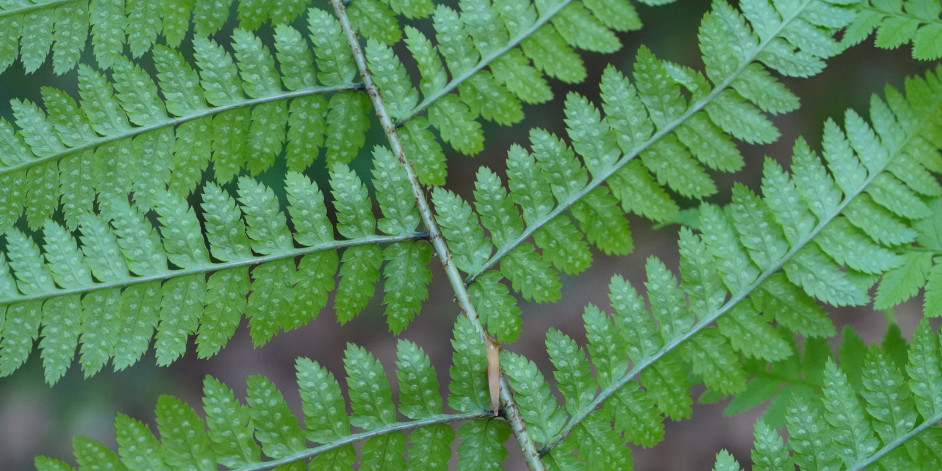 Dryopteris remota