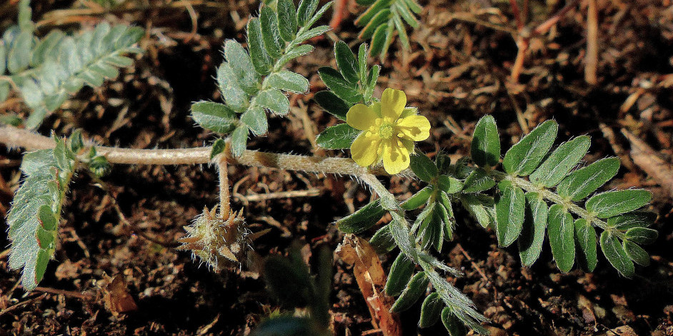 Tribulus terrestris