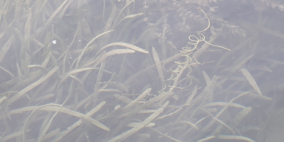 Vallisneria spiralis