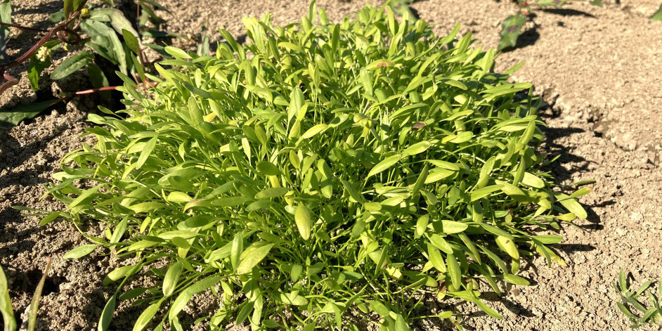 Limosella aquatica