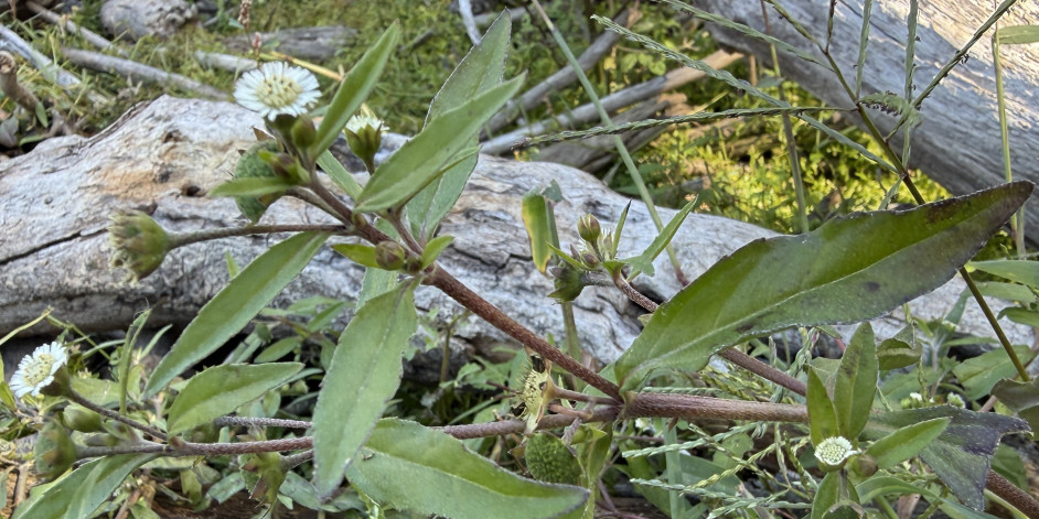 Eclipta prostrata