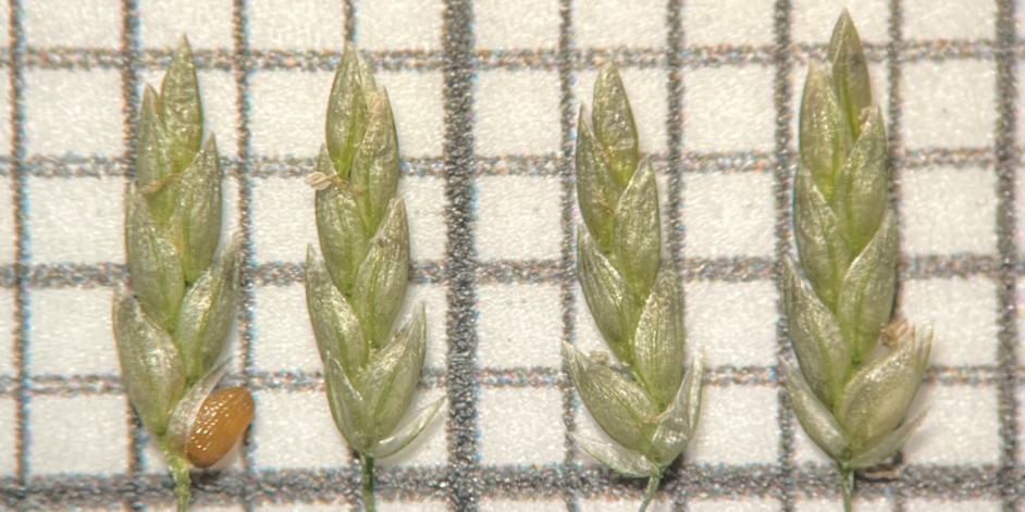 Eragrostis virescens