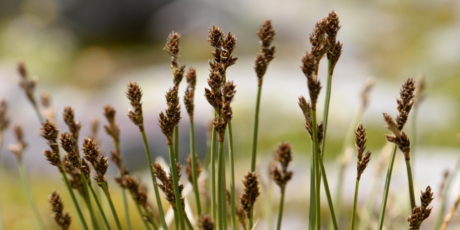 Carex lachenalii