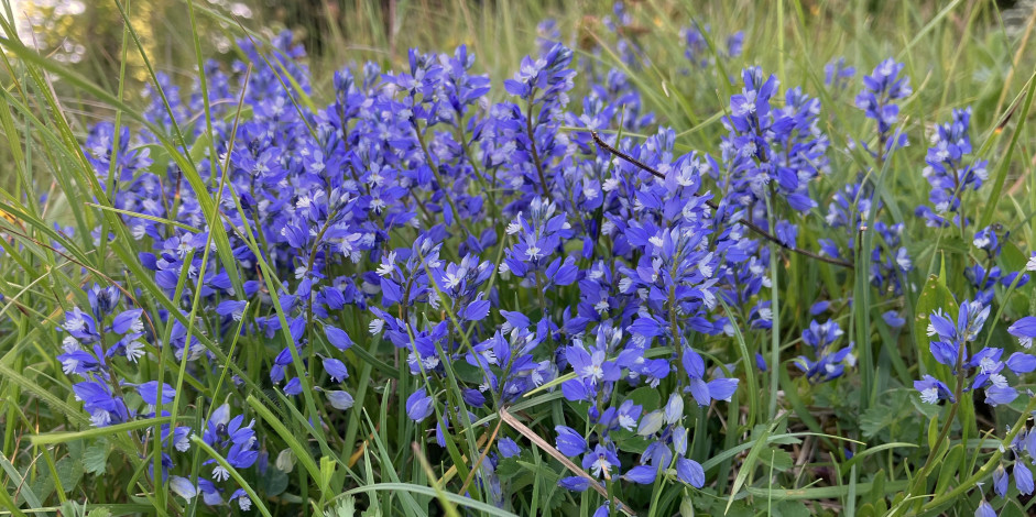 Polygala calcarea