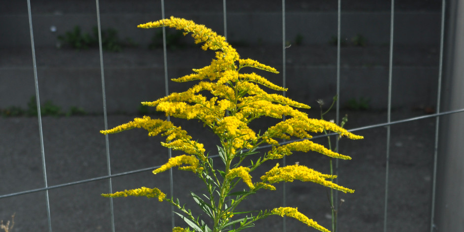 Solidago canadensis
