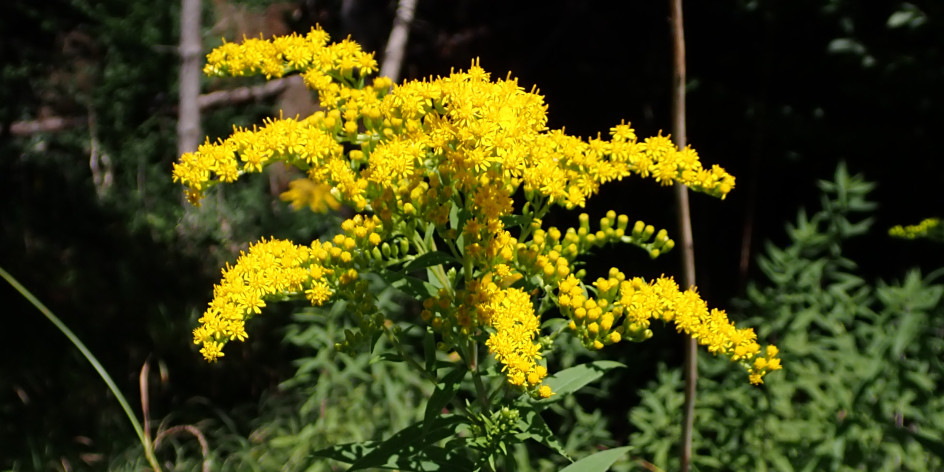 Solidago gigantea