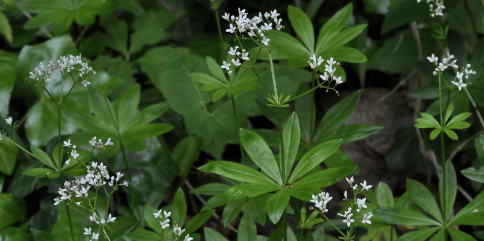 Galium odoratum