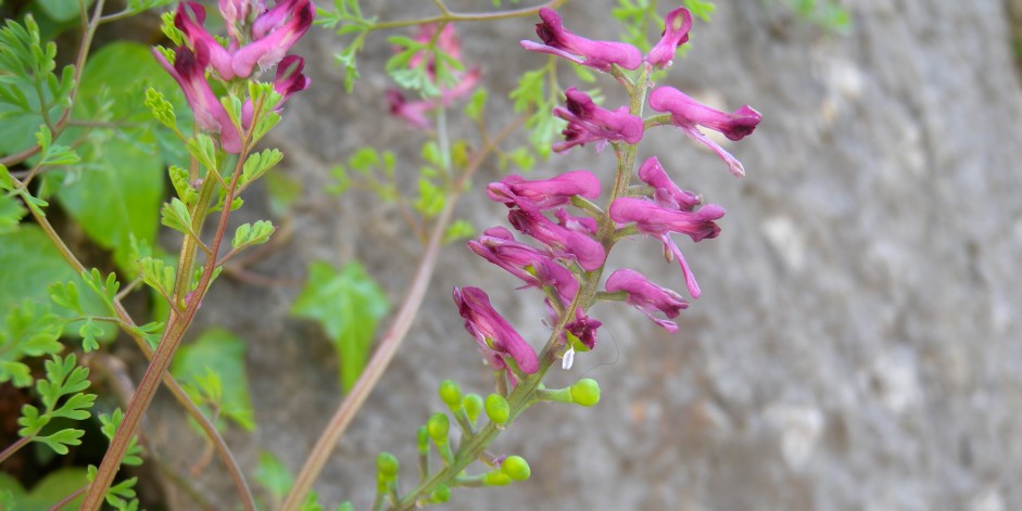 Fumaria officinalis