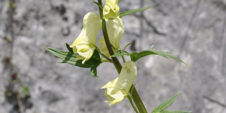 Aconitum lycoctonum