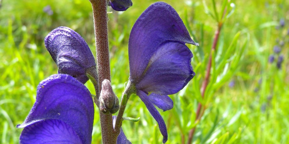 Aconitum napellus