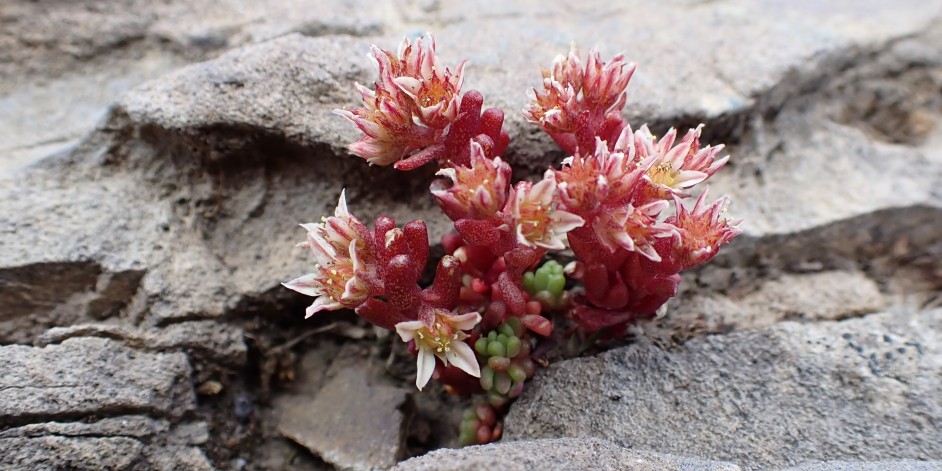 Sedum atratum