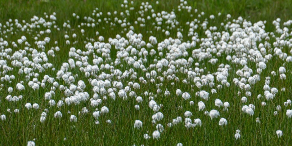 Eriophorum scheuchzeri