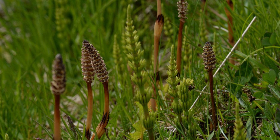 Equisetum arvense