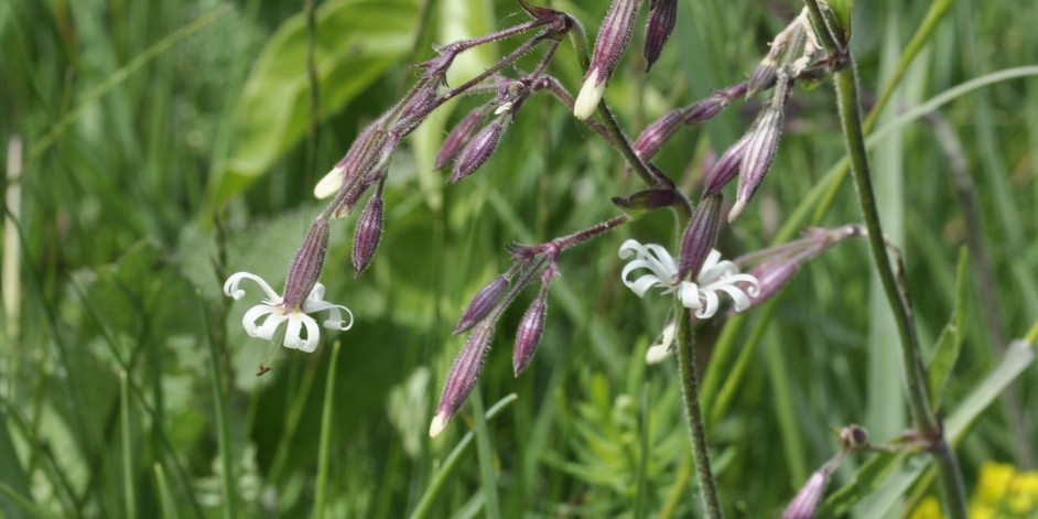 Silene nutans