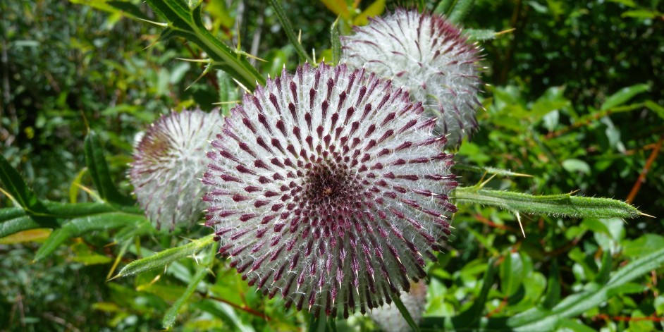 Cirsium eriophorum subsp. spathulatum