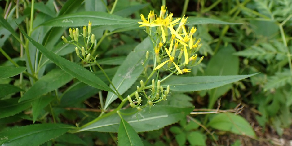 Senecio ovatus