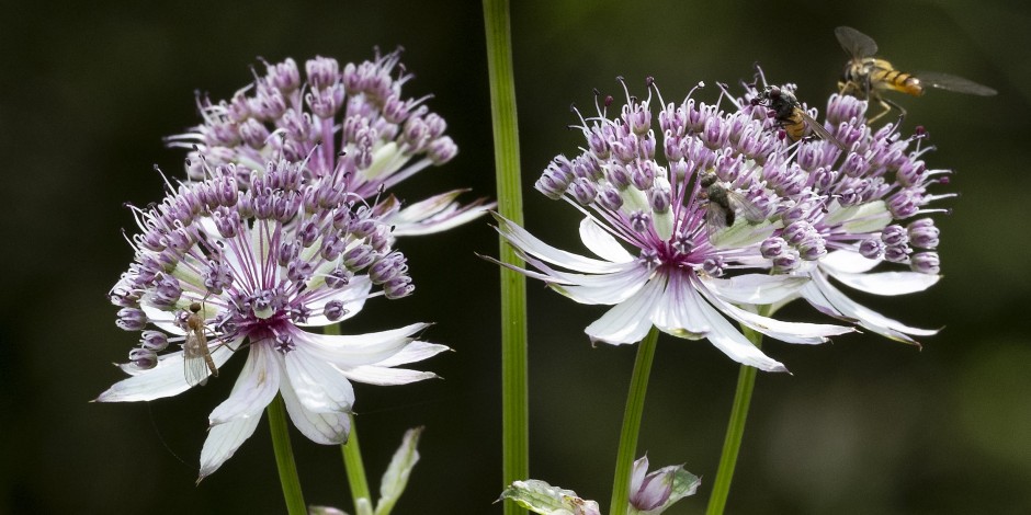 Astrantia major