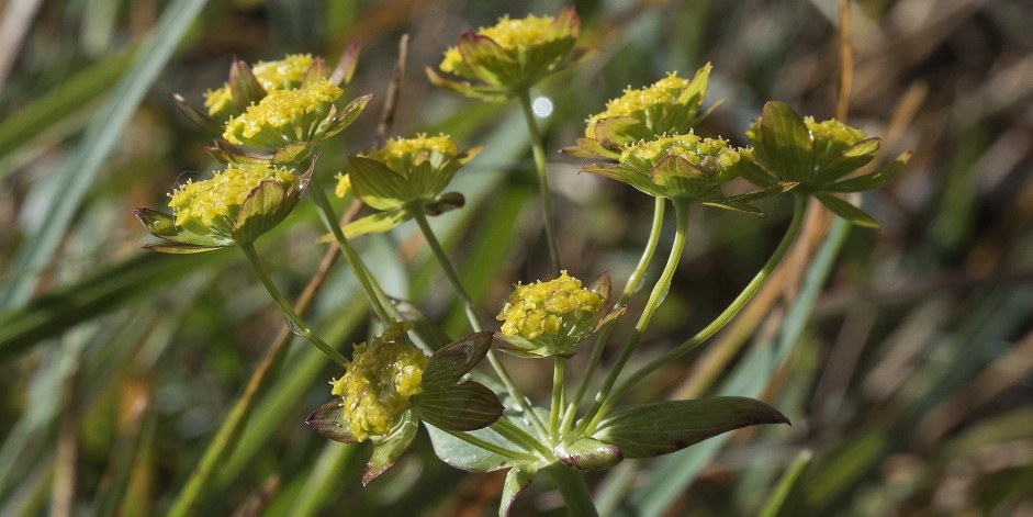 Bupleurum ranunculoides