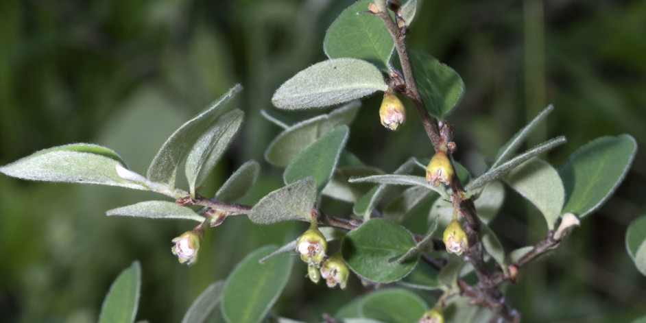 Cotoneaster integerrimus