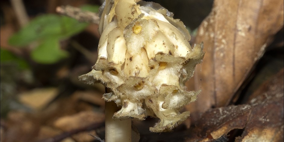 Monotropa hypopitys