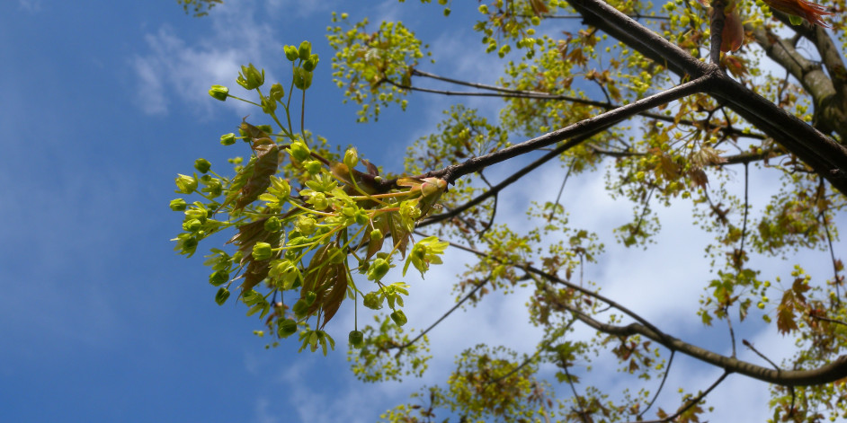 Acer platanoides