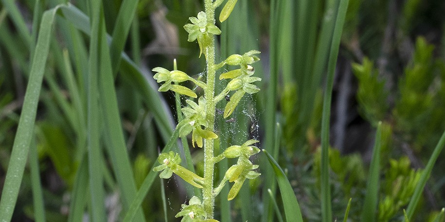 Listera ovata / Neottia ovata