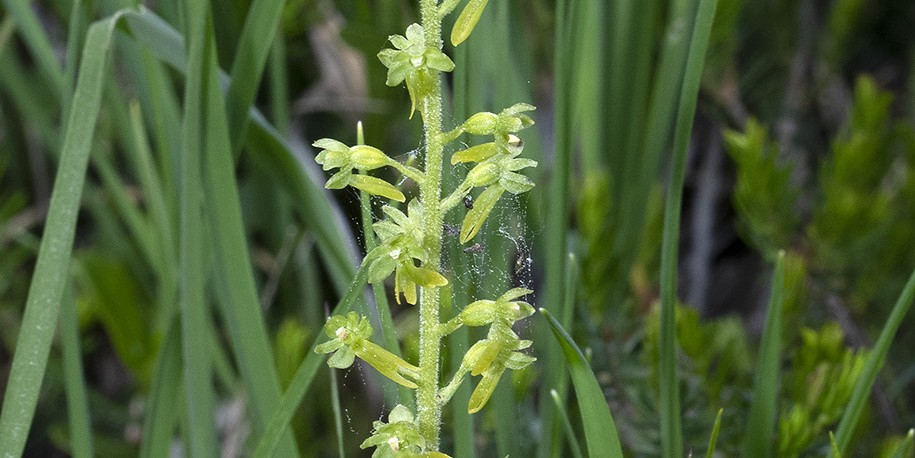 Listera ovata