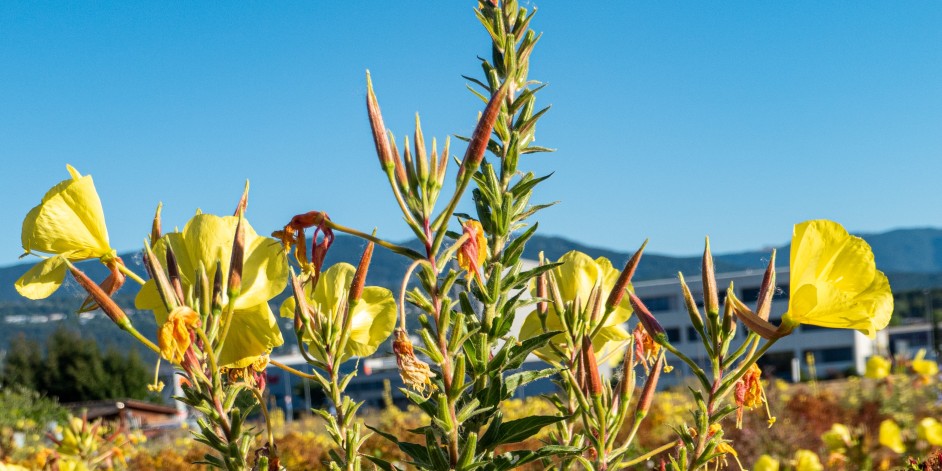 Oenothera biennis aggr.