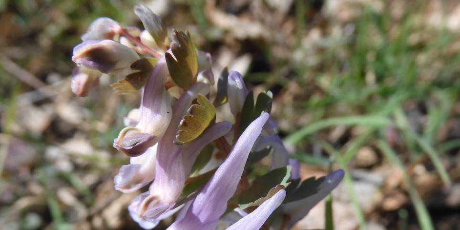 Corydalis solida