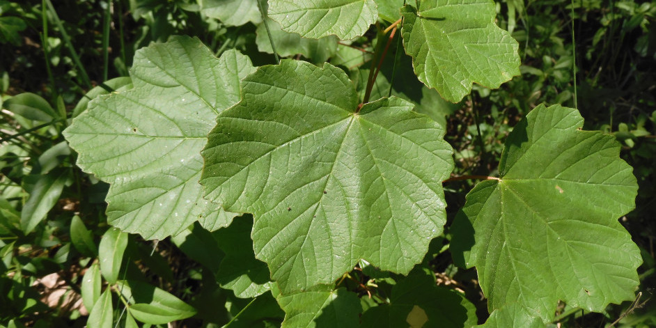 Acer opalus