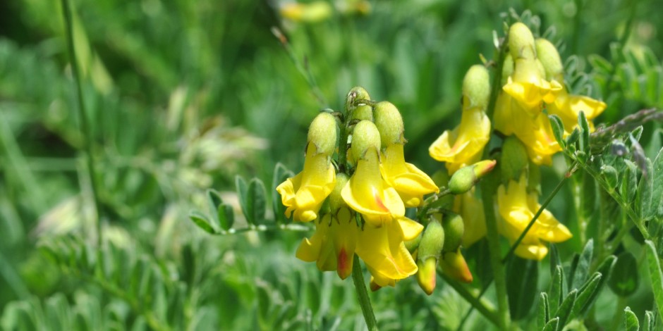 Astragalus penduliflorus