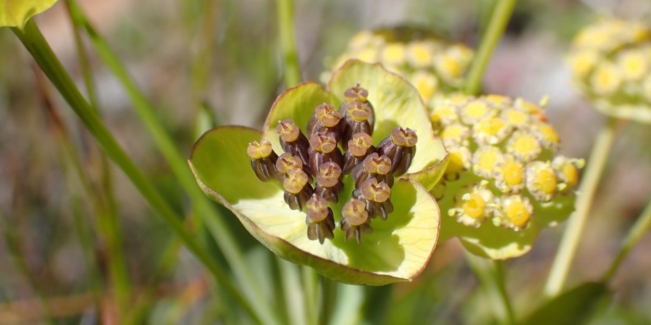 Bupleurum stellatum