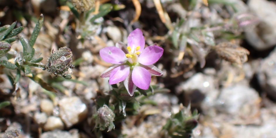 Spergularia rubra