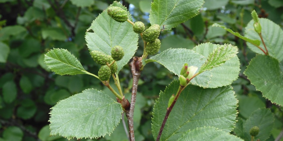 Alnus viridis, Alnus alnobetula subsp. alnobetula