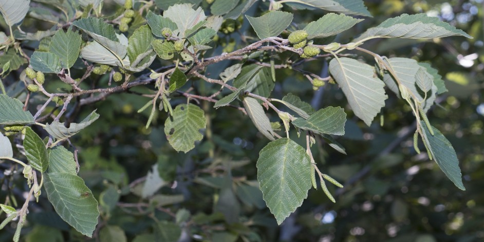 Alnus incana