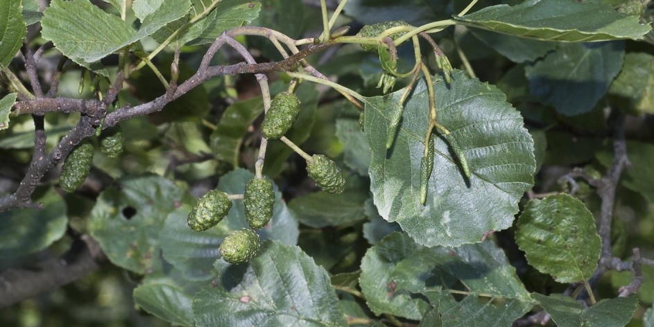 Alnus glutinosa