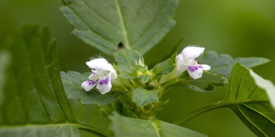 Galeopsis tetrahit