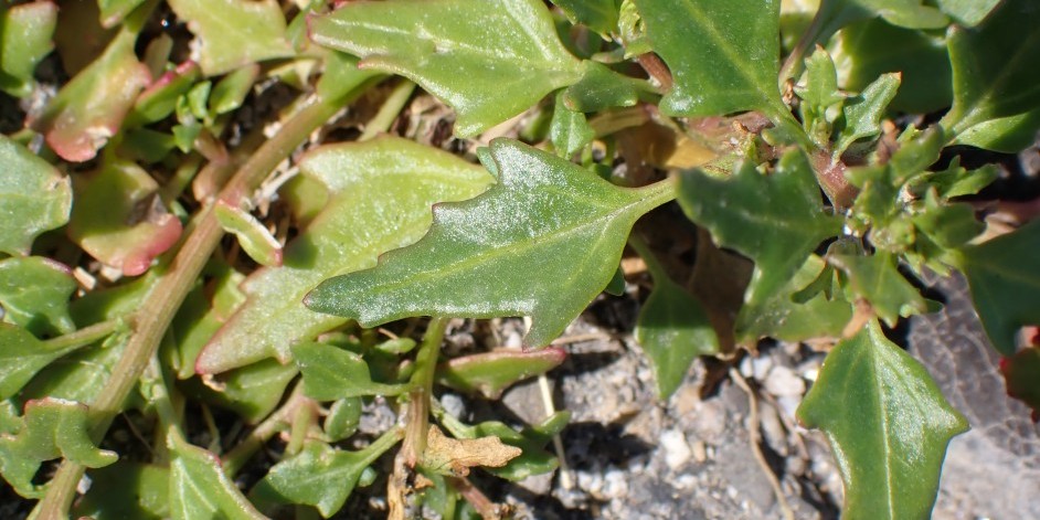 Chenopodium rubrum