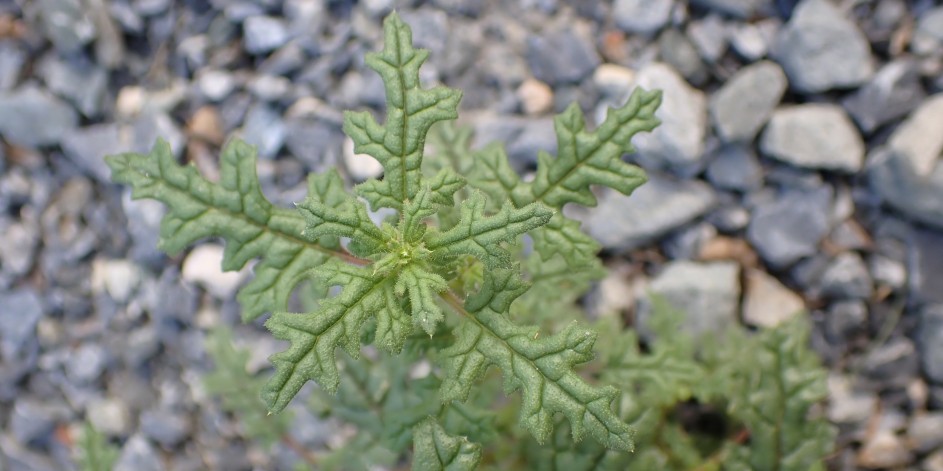 Chenopodium botrys