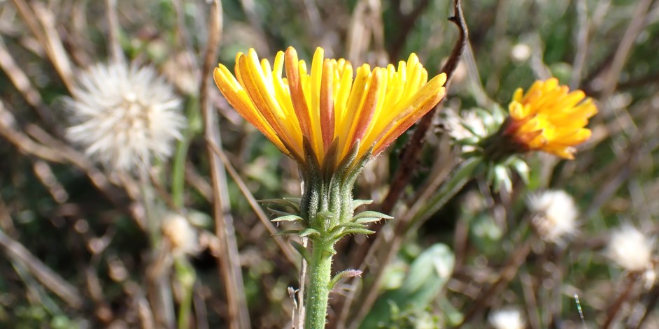 Picris hieracioides