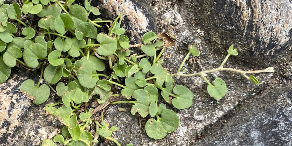 Dichondra micrantha