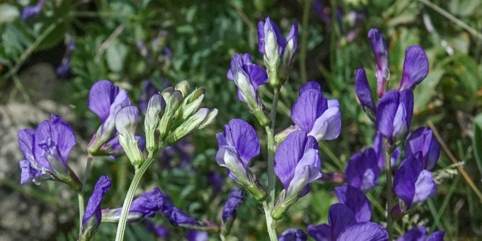 Vicia onobrychioides