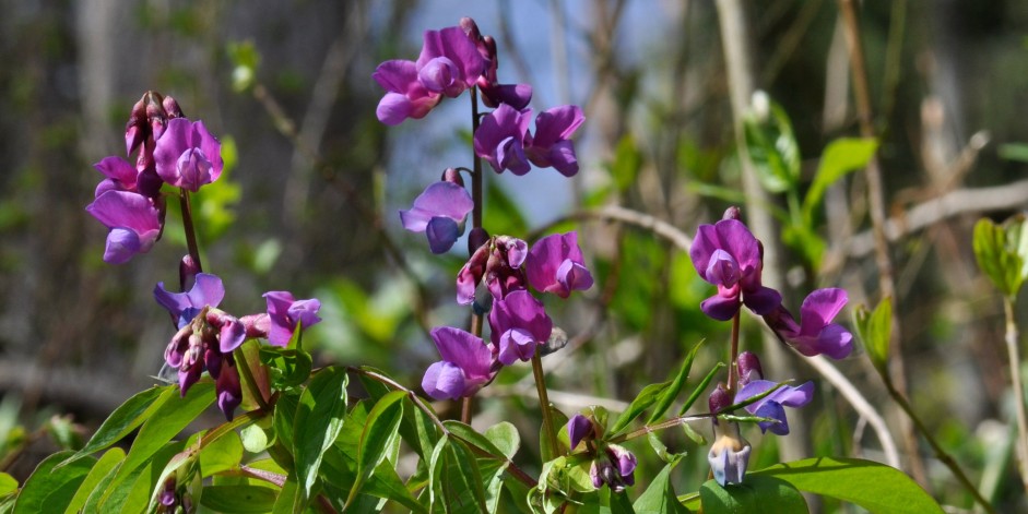 Lathyrus vernus