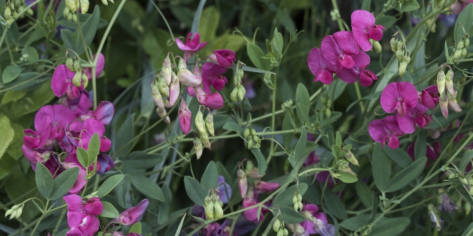 Lathyrus tuberosus