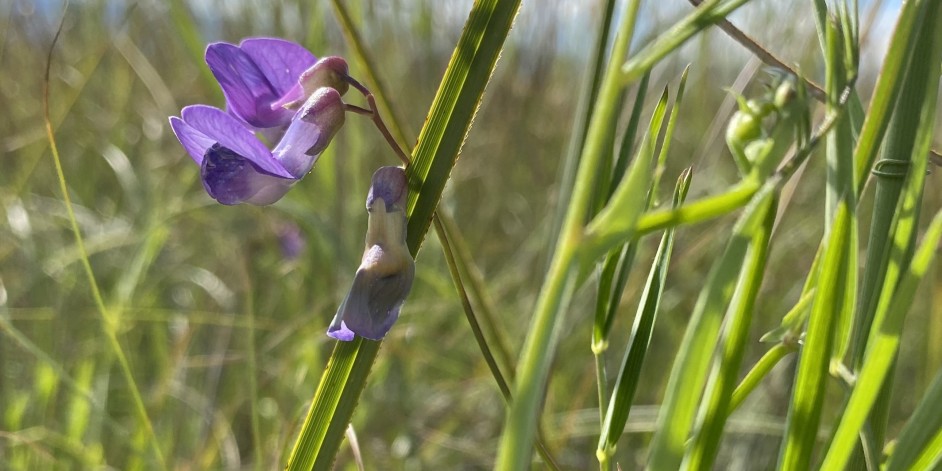 Lathyrus palustris