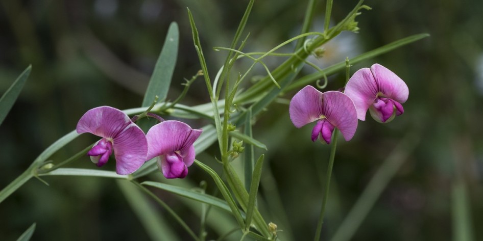 Lathyrus sylvestris