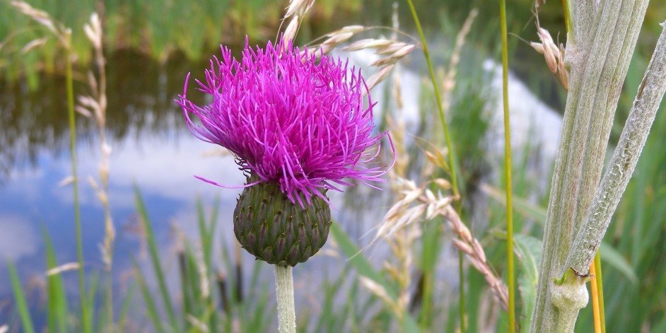 Cirsium heterophyllum