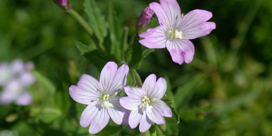 Epilobium montanum