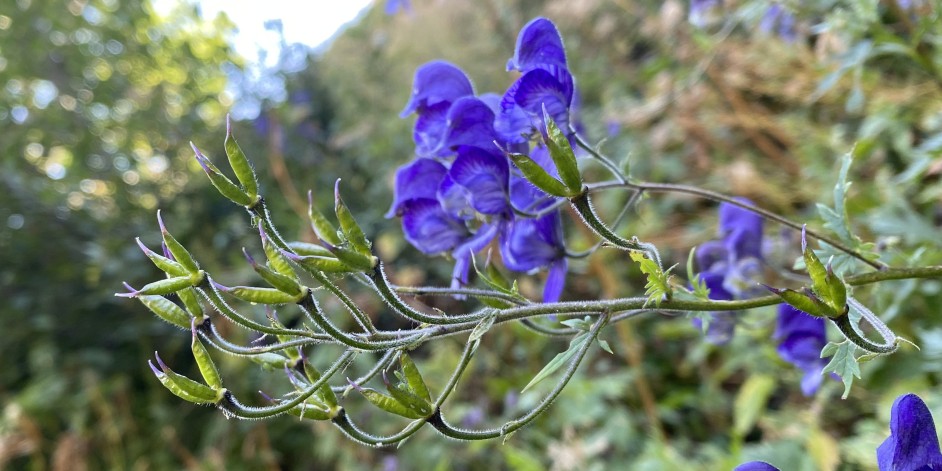 Aconitum variegatum subsp. paniculatum