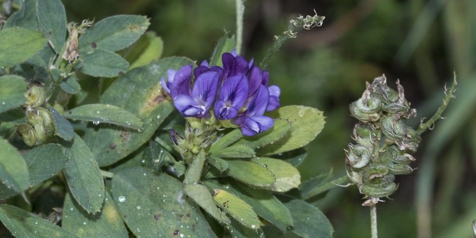 Medicago sativa